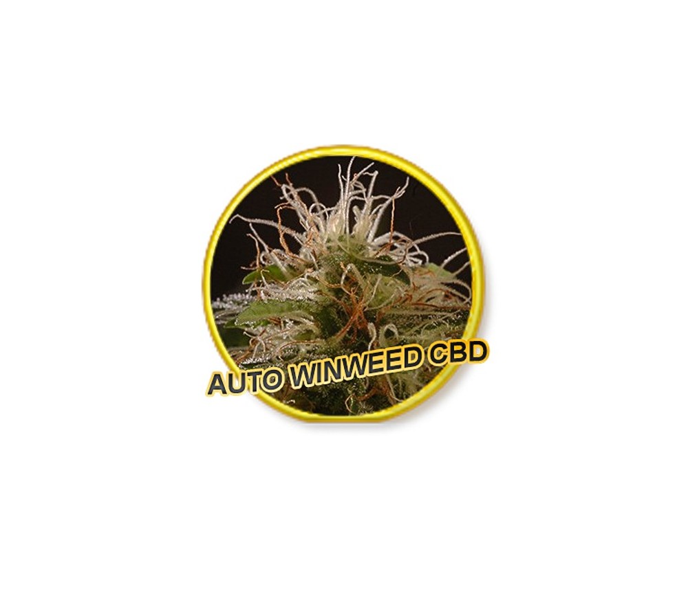 Auto Winweed CBD - Mr. Hide Seeds