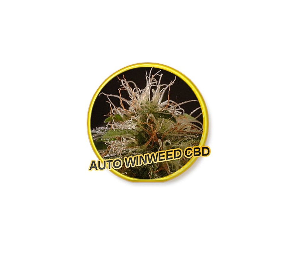 Auto Winweed CBD - Mr. Hide Seeds