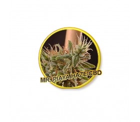 Mr. Piaya Haze - Mr. Hide Seeds