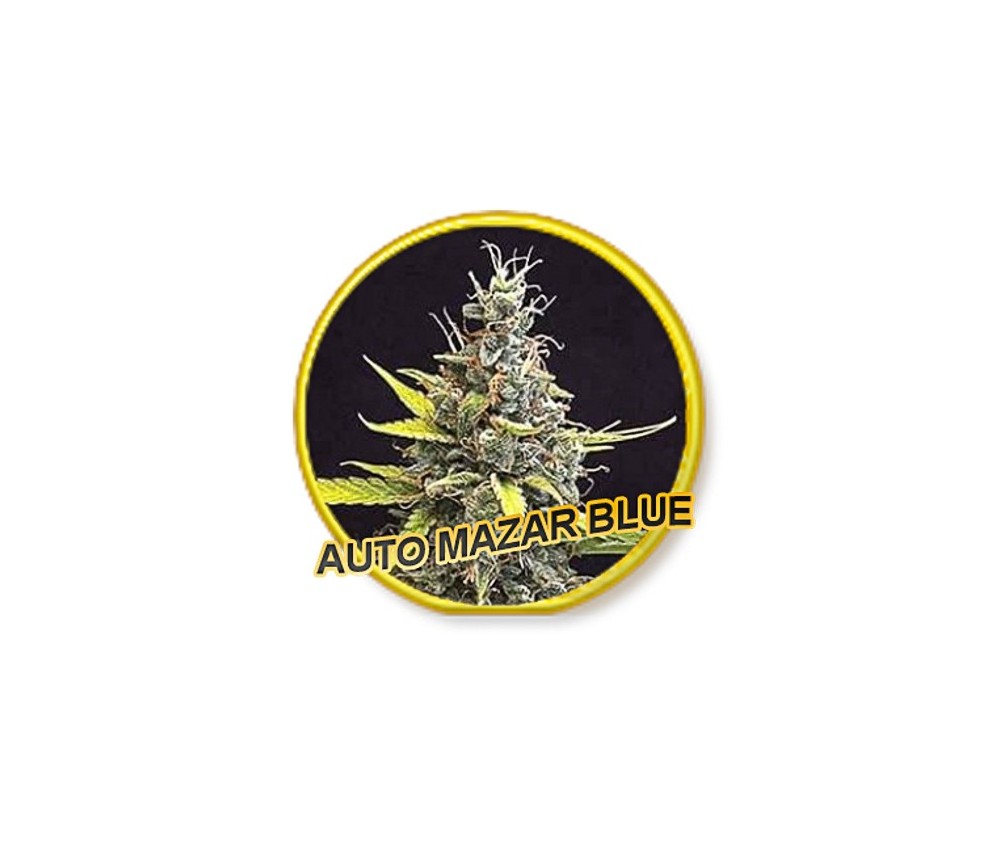 Auto Mazar Blue - Mr. Hide Seeds