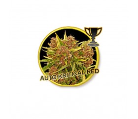 Auto Critical Red - Mr. Hide Seeds