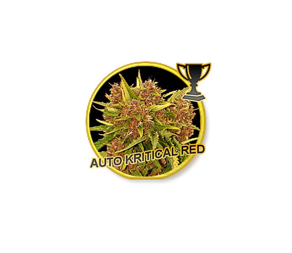 Auto Critical Red - Mr. Hide Seeds
