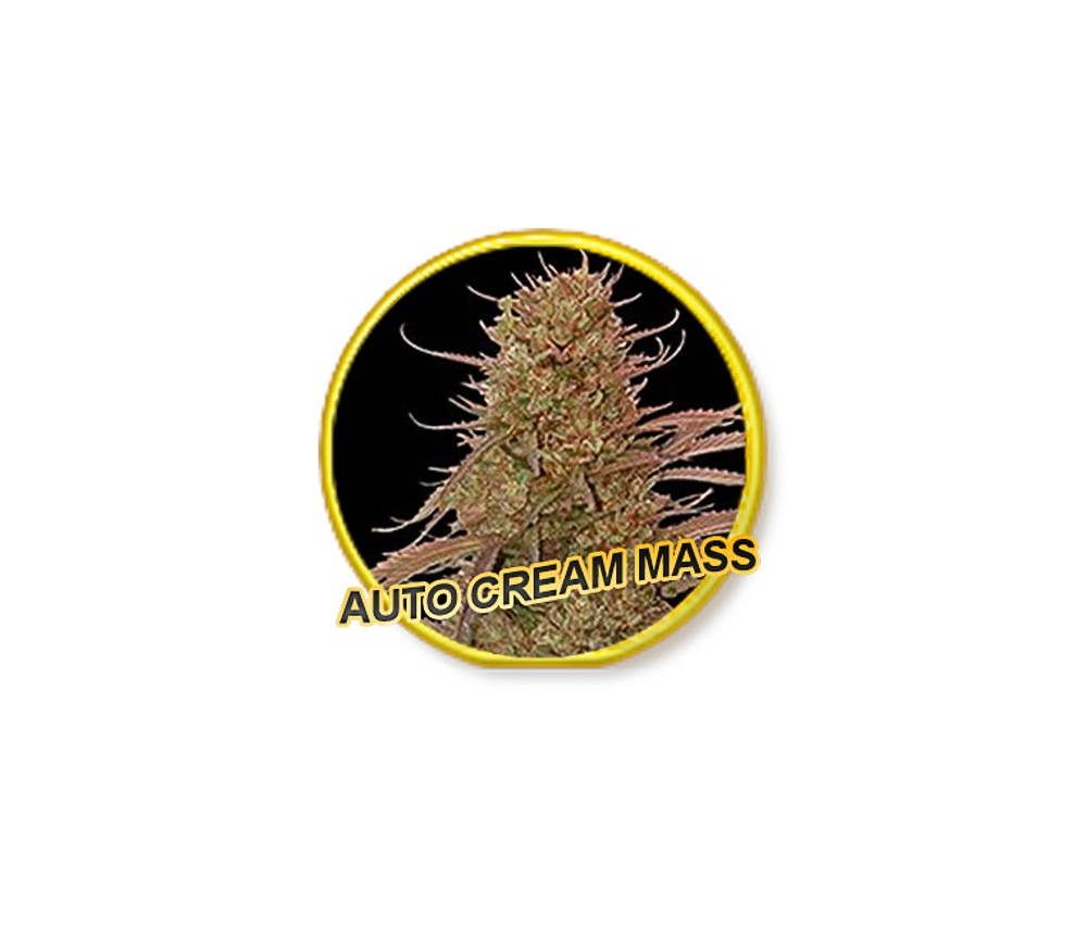 Auto Cream Mass - Mr Hide Seeds