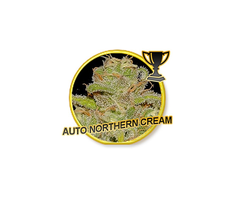 Auto Northern Cream - Mr. Hide Seeds