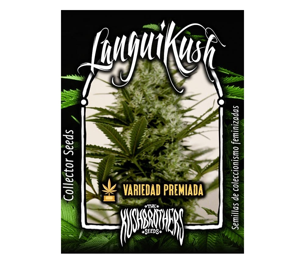 LANGUI KUSH