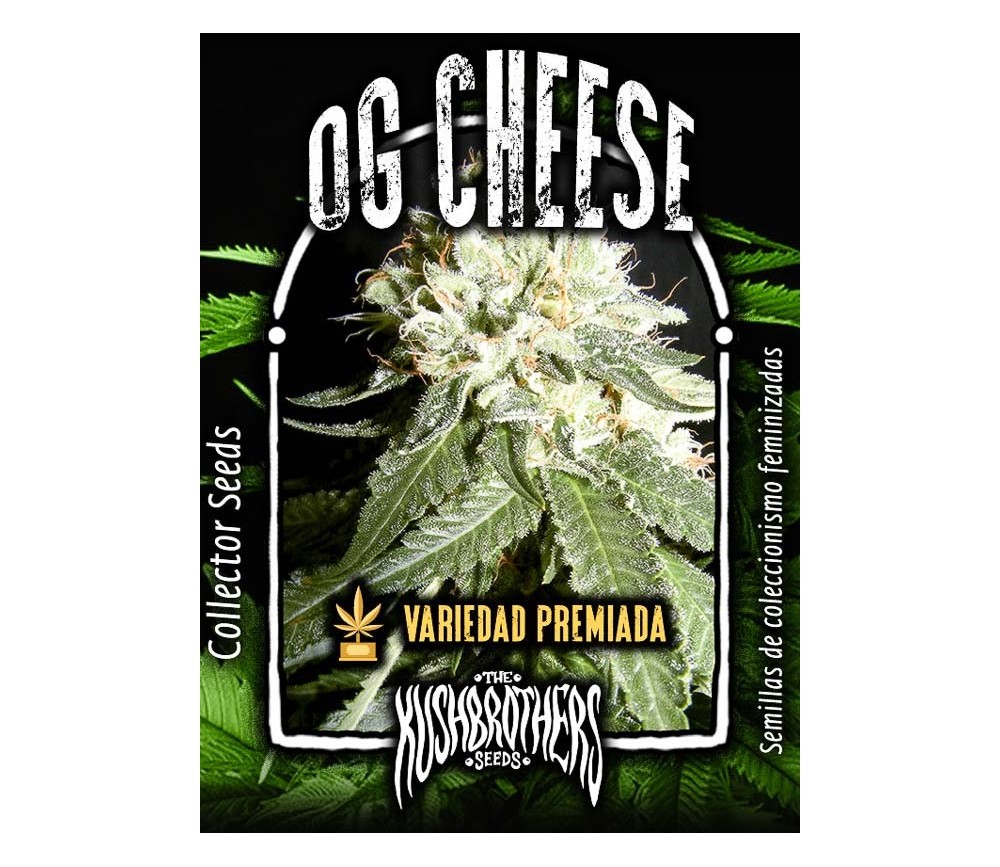 OG Cheese - The Kush Brothers