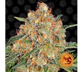 Orange Sherbert - Barney's Farm