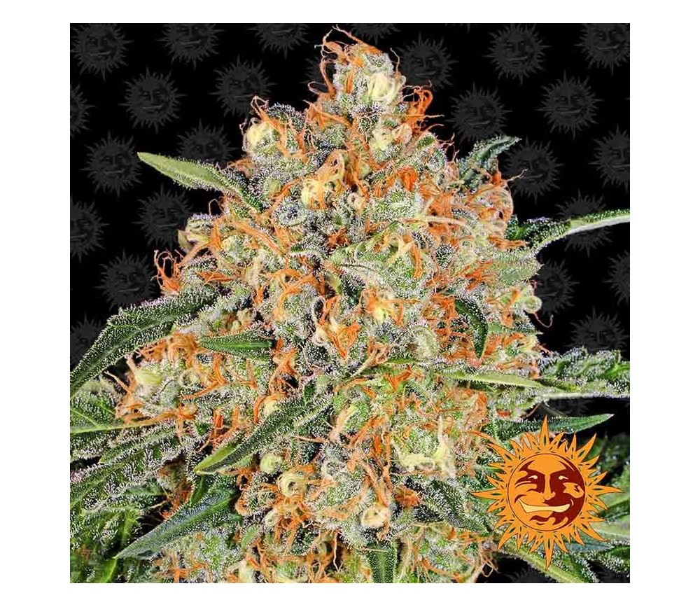 Orangen-Sherbert - Barney's Farm