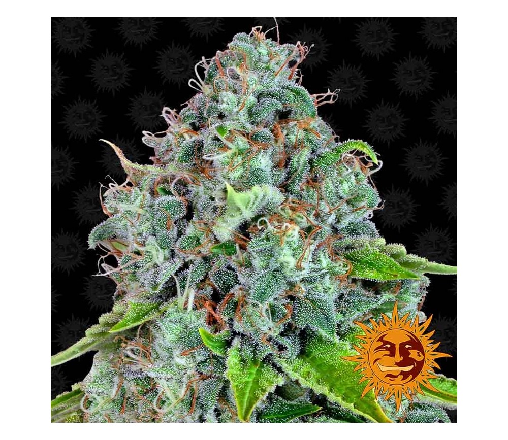 Feminisierte Cannabis Samen Katalog - La Huerta Growshop - La