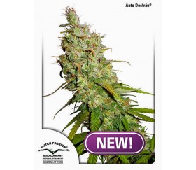 Auto Desfran - Dutch Passion