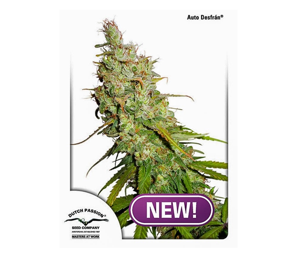 Auto Desfran - Dutch Passion