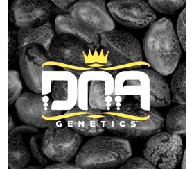 Reserva Privada Mix Pack Regular - DNA Genetics