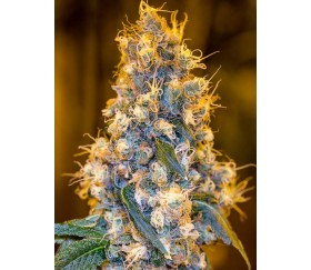 Blue Fire- Humboldt Seeds