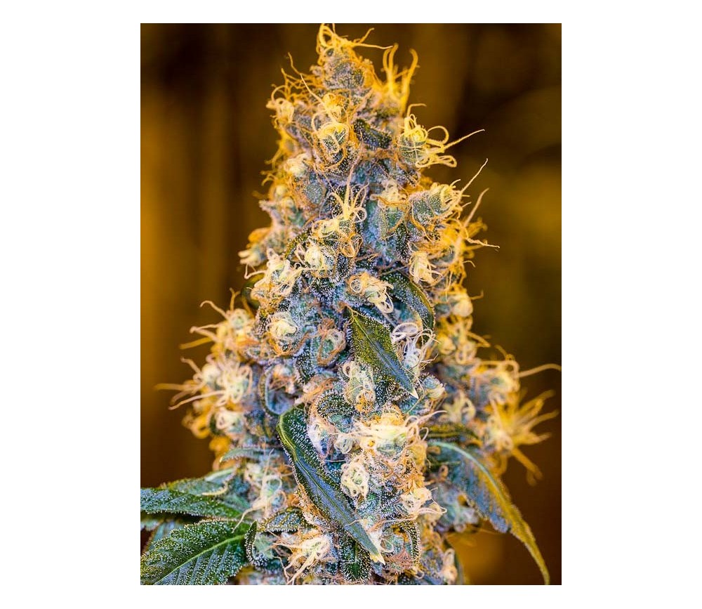 Blue Fire- Humboldt Seeds