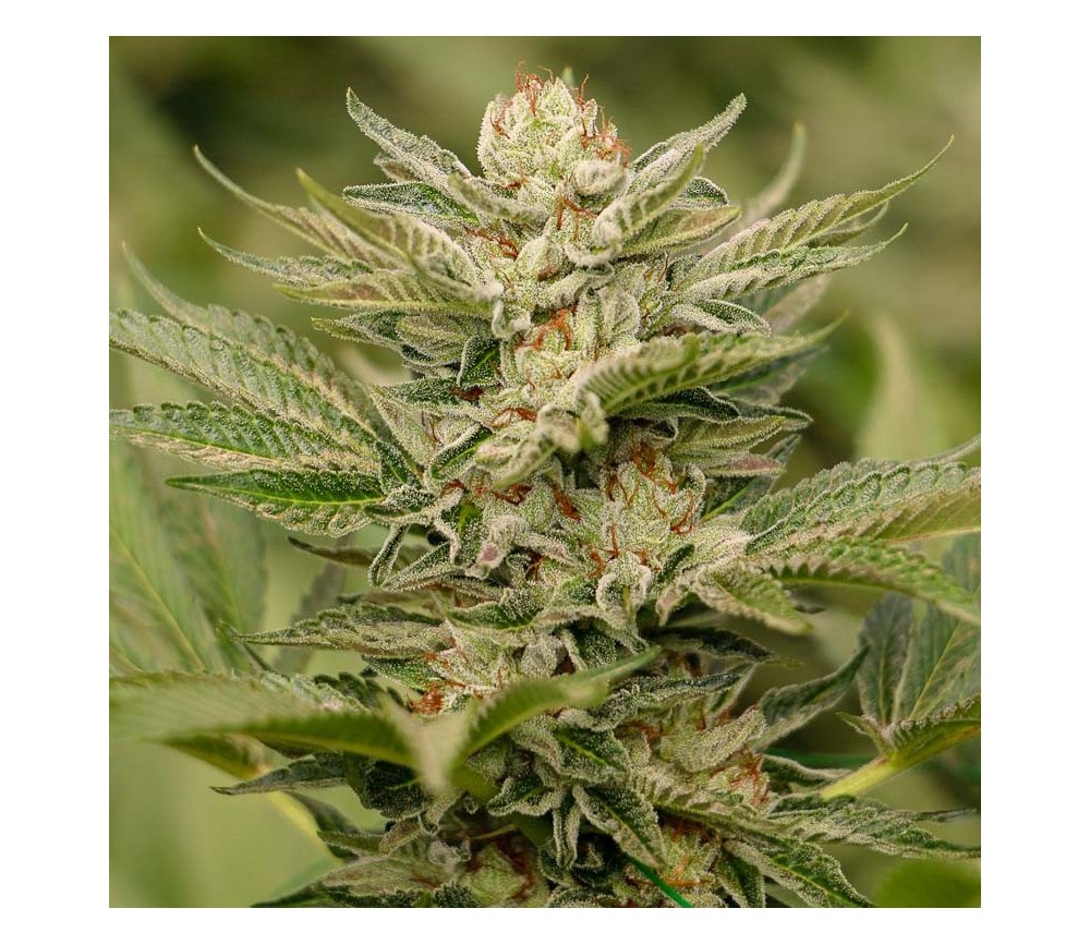 Sapphire Scout - Humboldt Seeds