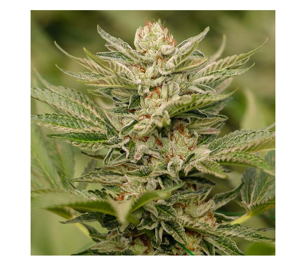 Sapphire Scout - Humboldt Seeds
