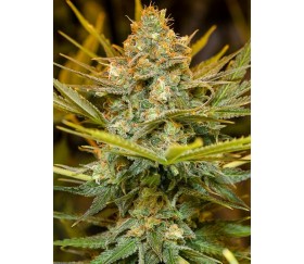 Three Blue Kings - Humboldt Seeds