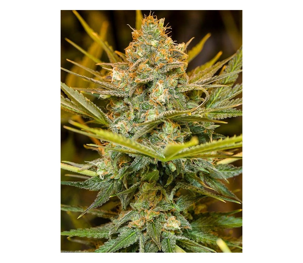 Three Blue Kings - Humboldt Seeds