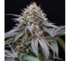 SUGAR BREATH
