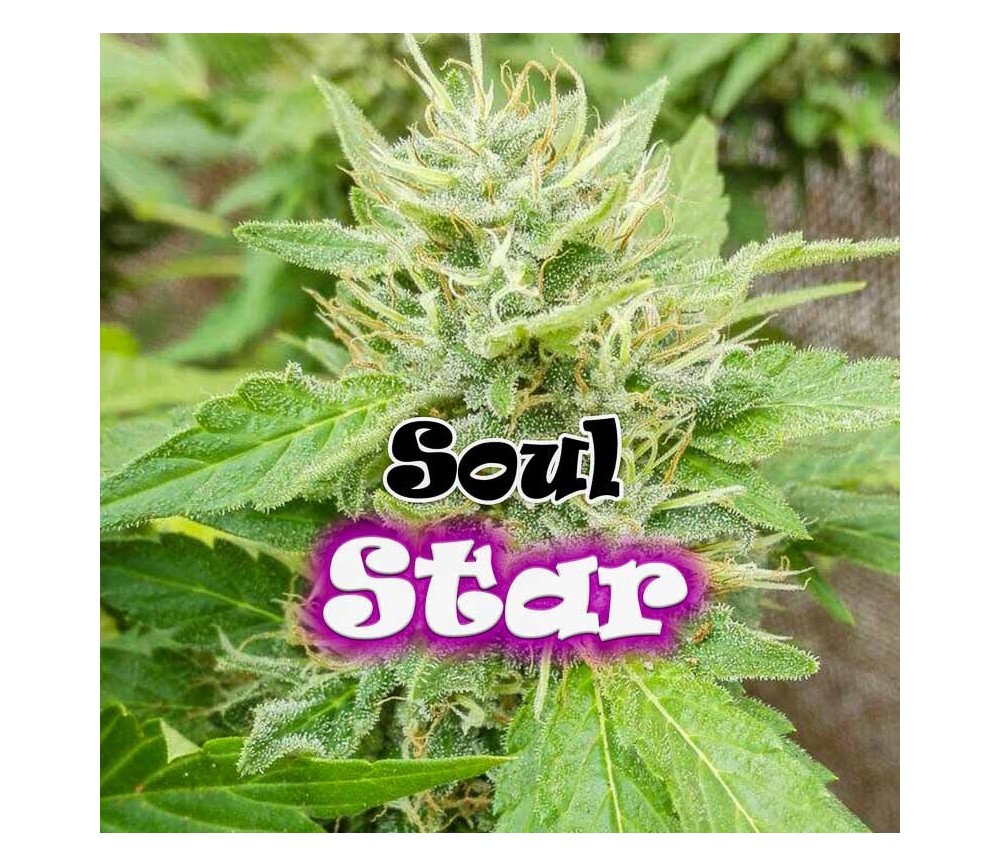 Soul Star - Dr Underground