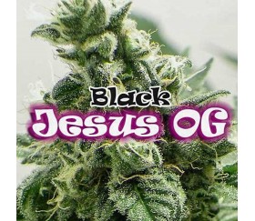 Black Jesus OG - Dr. Underground Seeds