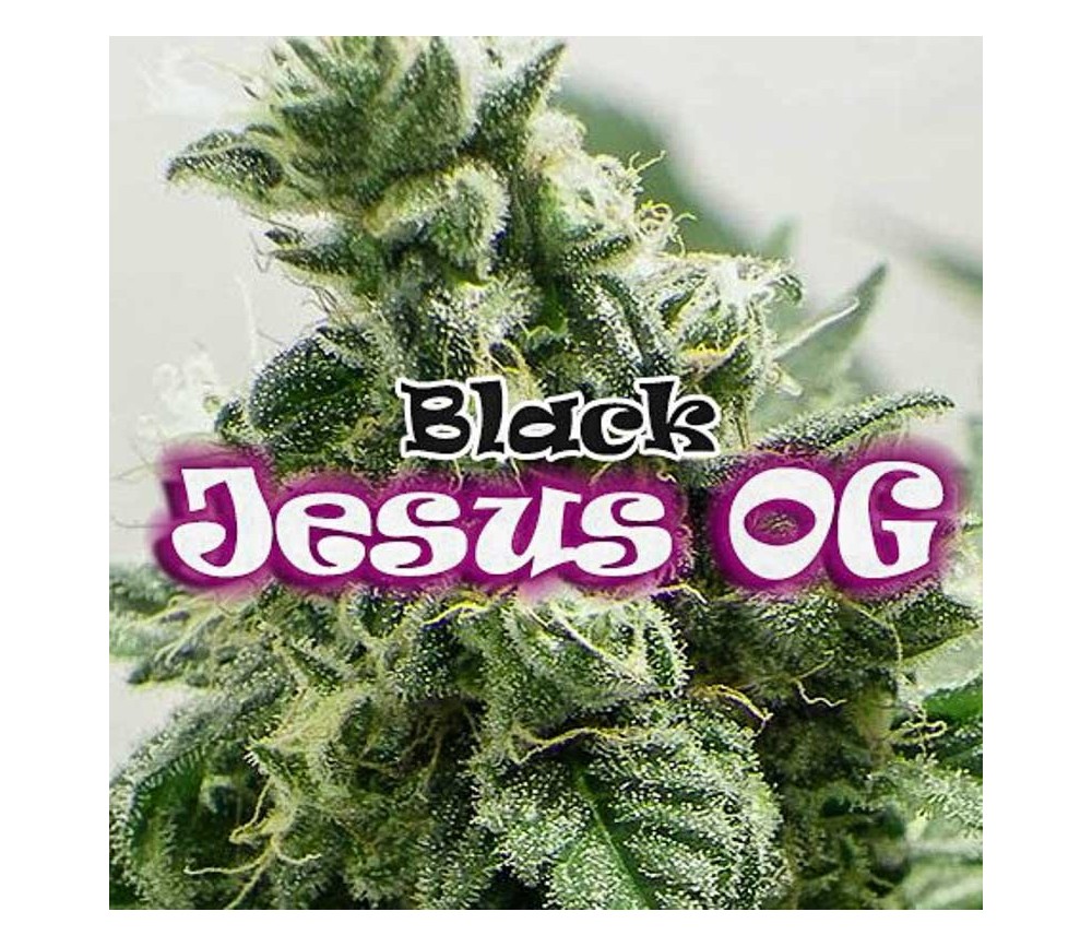 Black Jesus OG - Dr. Underground Seeds