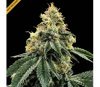 Kosher Dawg - DNA Genetics