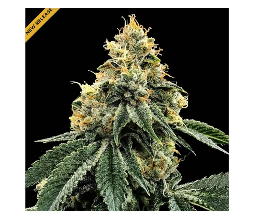 Kosher Dawg - DNA Genetics