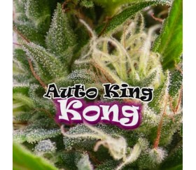 AUTO KING KONG