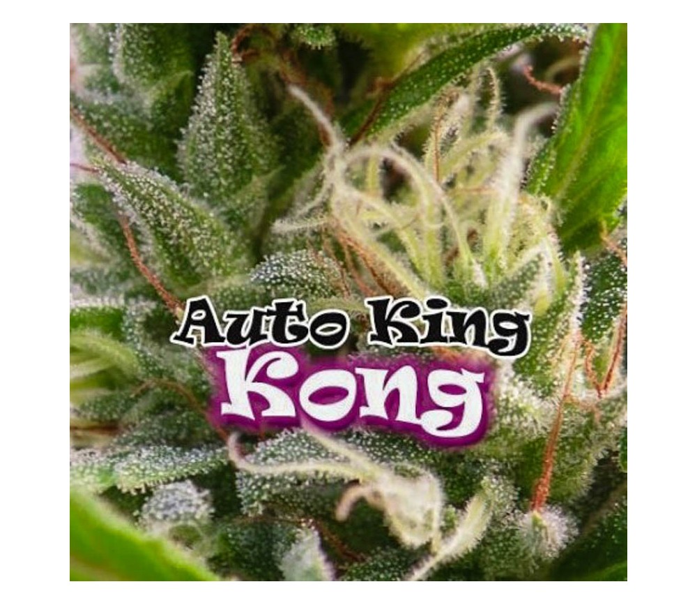 Auto King Kong - Dr Underground Seeds