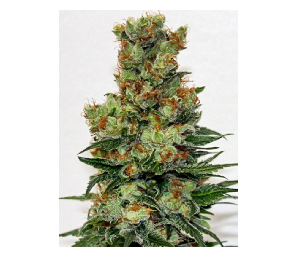 Ripper Badazz Regular - Ripper Seeds