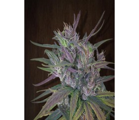 Oldtimer`s Haze Regular - Ace Seeds