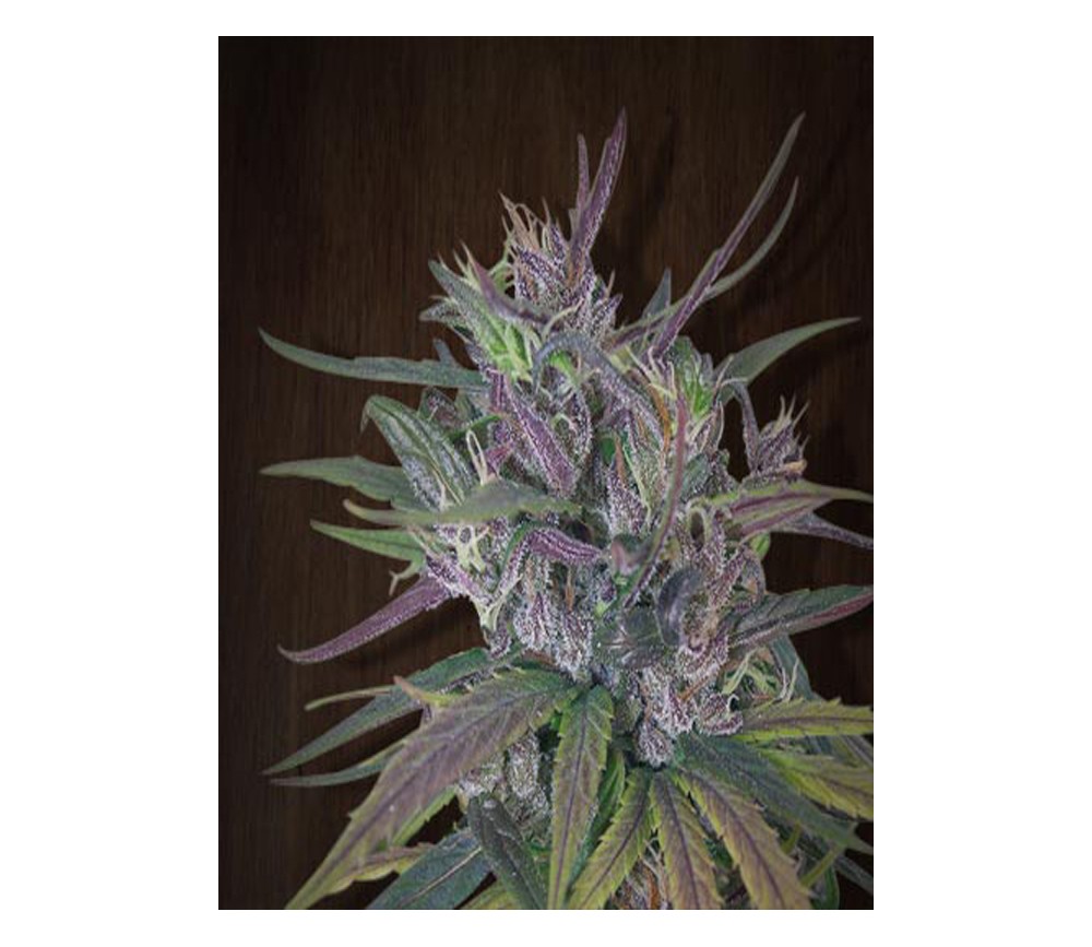 Oldtimer`s Haze Regular - Ace Seeds