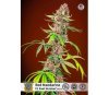 Red Mandarine F1 Fast Version - Sweet Seeds