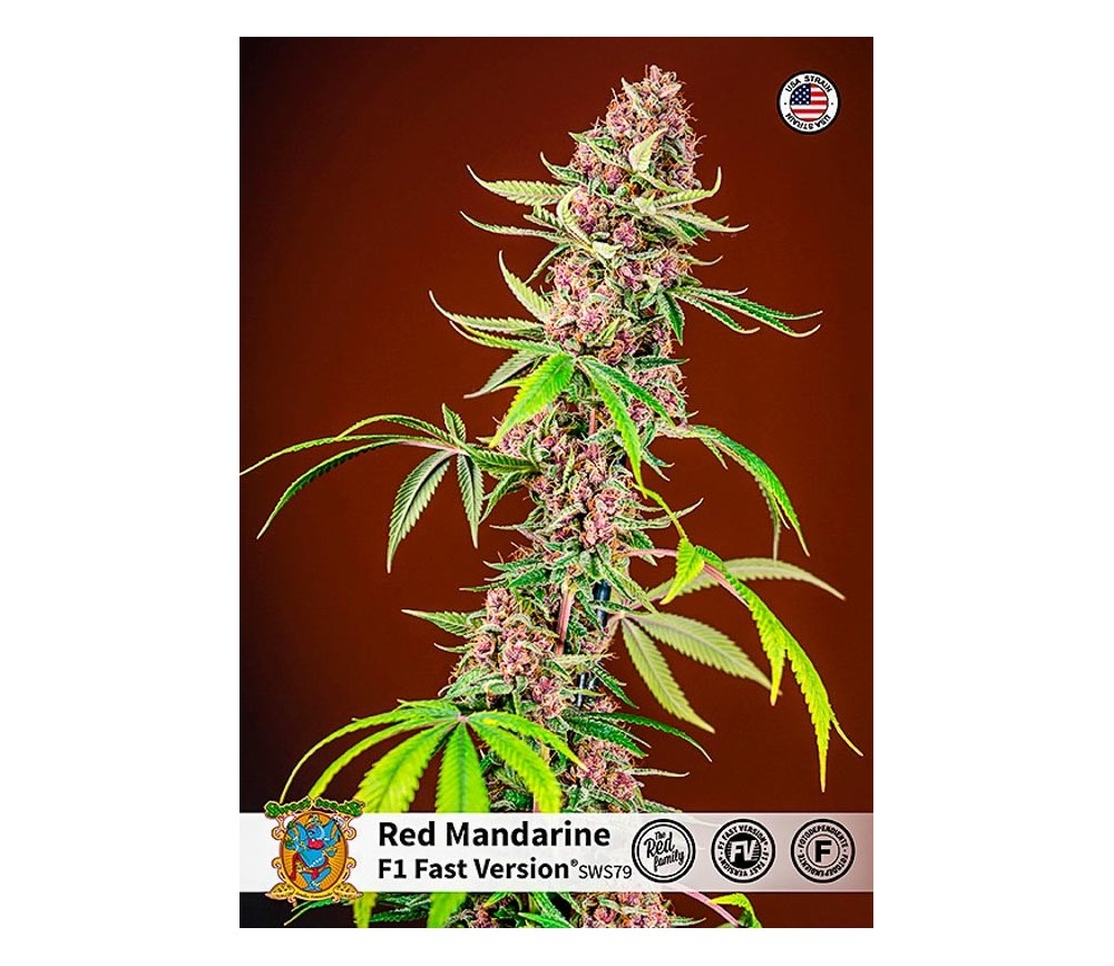 Red Mandarine F1 Fast Version - Sweet Seeds