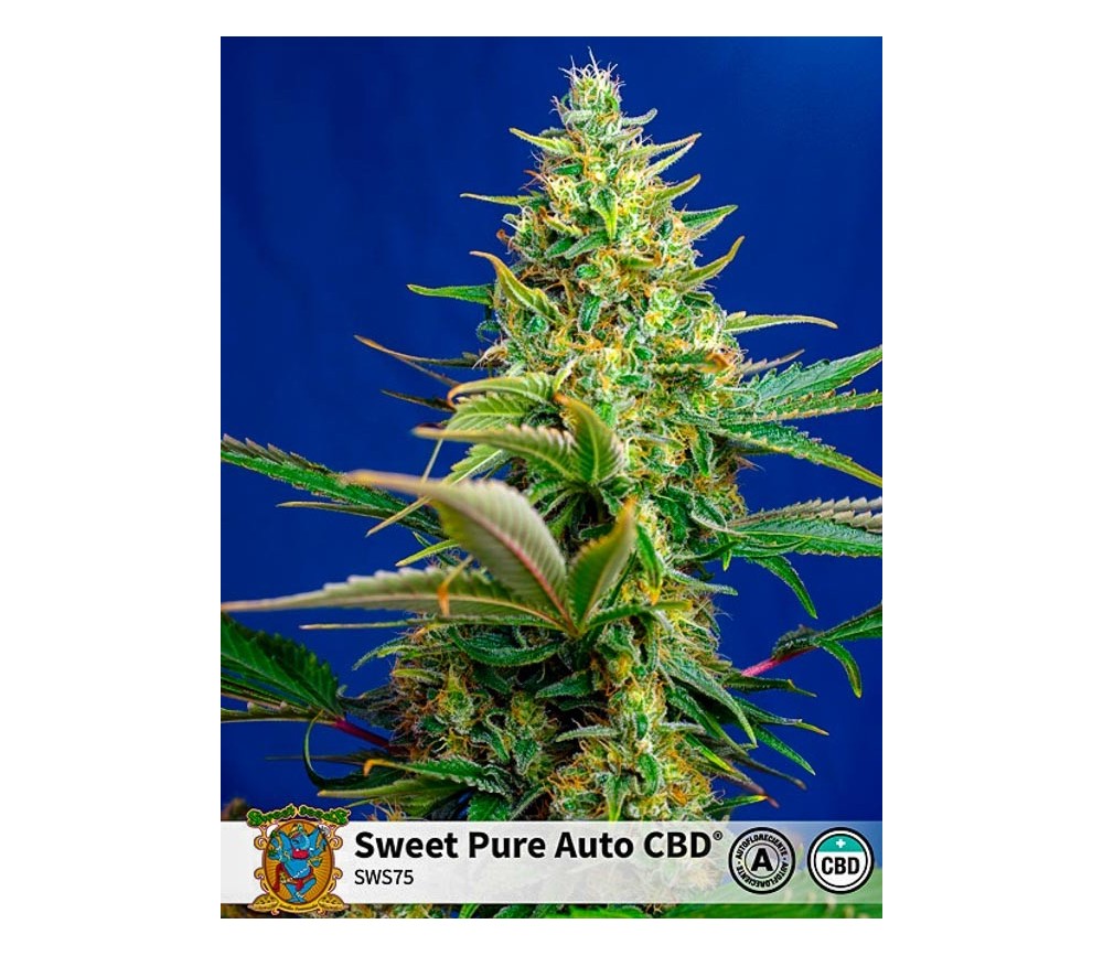 Sweet Pure Auto CBD - Sweet Seeds