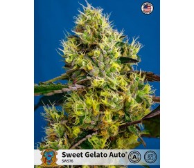 Sweet Gelato Auto - Sweet Seeds
