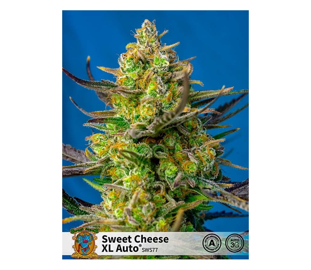 Sweet Cheese XL Auto - Sweet Seeds