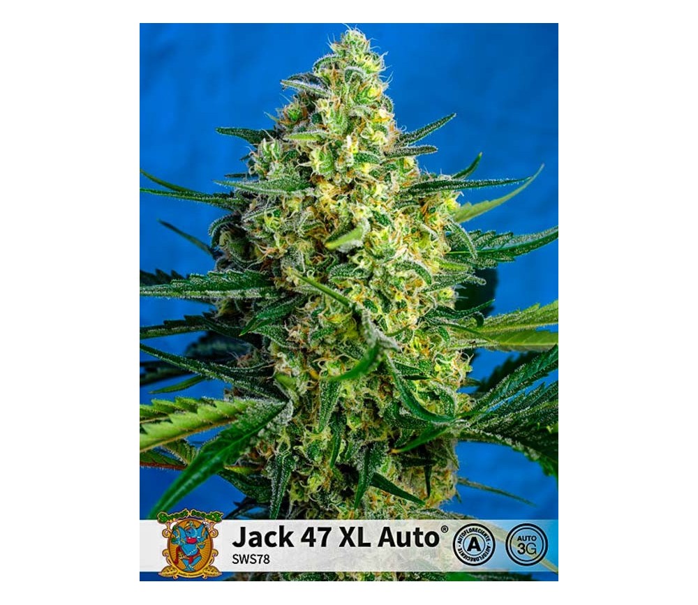 Jack 47 XL Auto - Sweet Seeds
