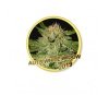 Auto White Widow - Mr. Hide Seeds