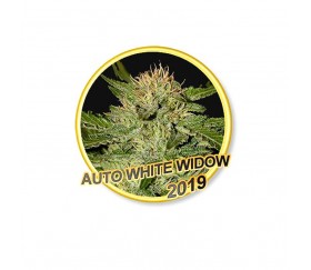 AUTO WHITE WIDOW