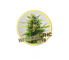CBD Without THC - Mr. Hide Seeds