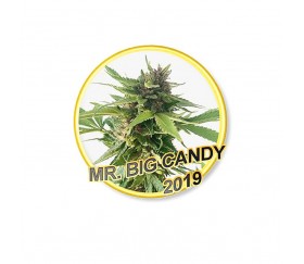 Mr. Big Candy - Mr. Hide Seeds