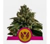 Legendary Punch - Royal Queen Seeds