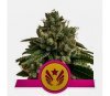 Legendärer Punsch - Royal Queen Seeds