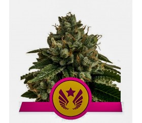 Legendärer Punsch - Royal Queen Seeds