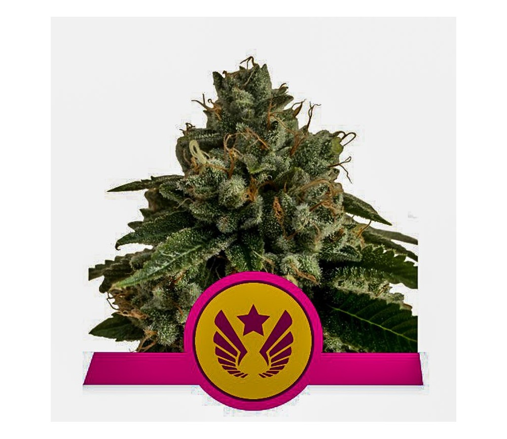 Legendärer Punsch - Royal Queen Seeds