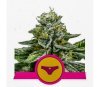 Sherbet Queen - Royal Queen Seeds