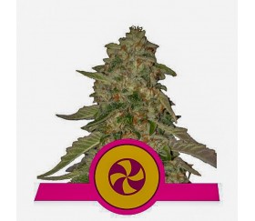 Sweet Zkittlez - Royal Queen Seeds