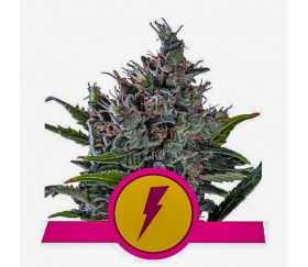 North Thunderfuck - Royal Queen Seeds